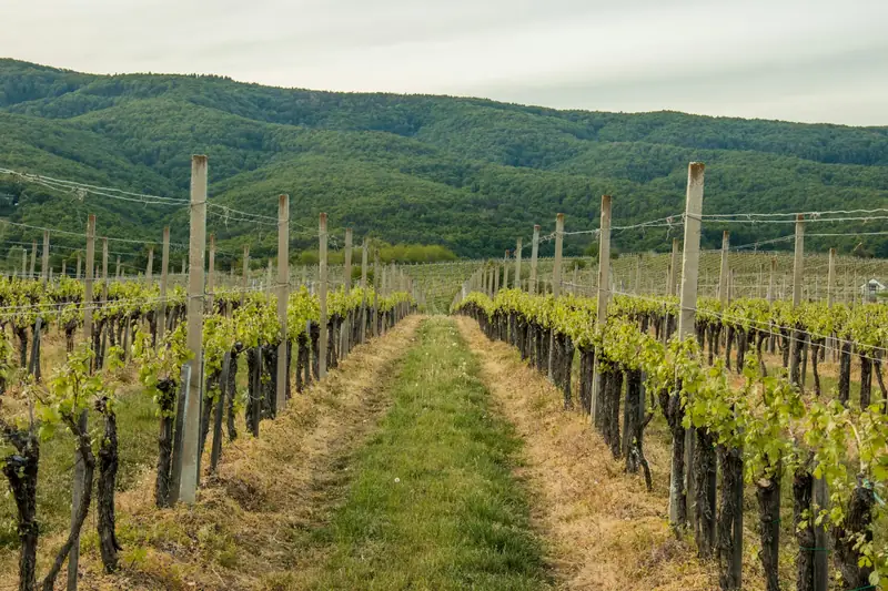 Viñedo con montañas al fondo