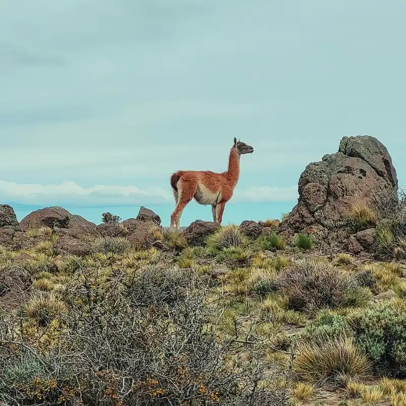 Guanaco sobre una roca en la estepa